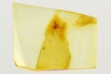 Small Fossil Spider (Araneae) In Baltic Amber - Jewelry Quality #273363-1